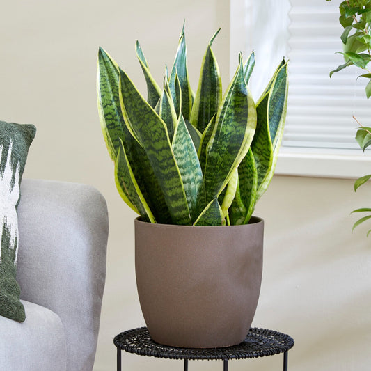 Bogenhanf Sansevieria - Bakker