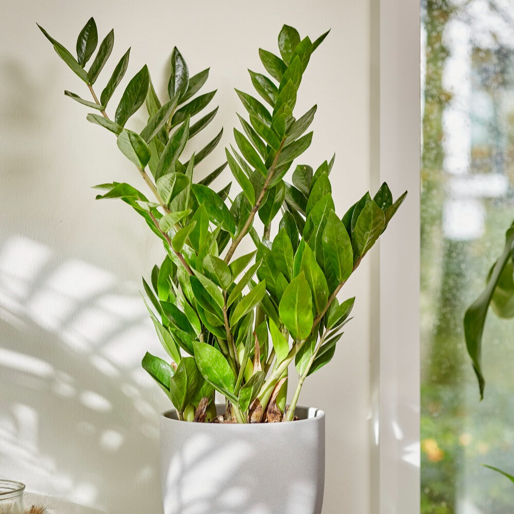Glücksfeder - Zamioculcas zamiifolia