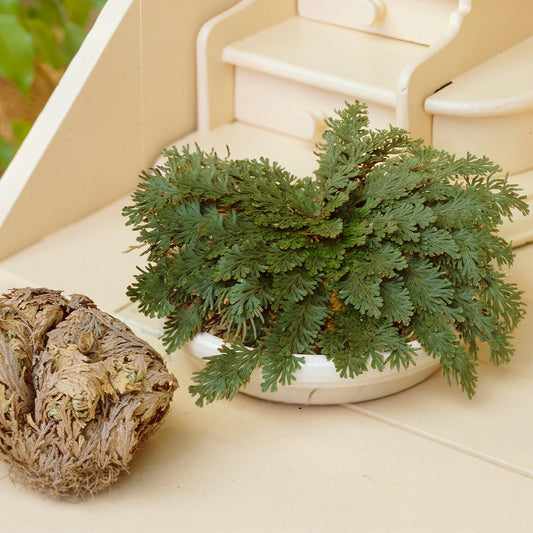 Rose von Jericho - Bakker