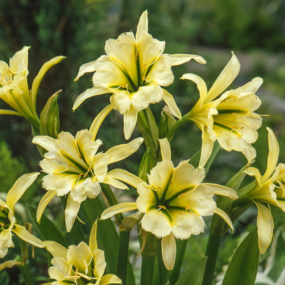 Ismene 'Sulphur Queen' (x2) - Hymenocallis festalis sulphur queen - Blumenzwiebeln