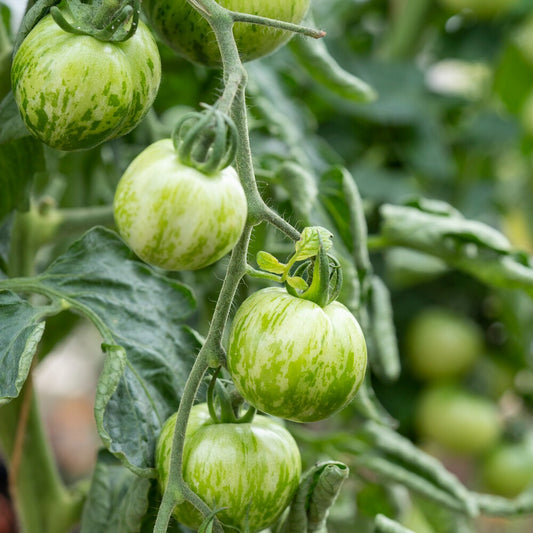 Tomato Green Zebra - Bakker