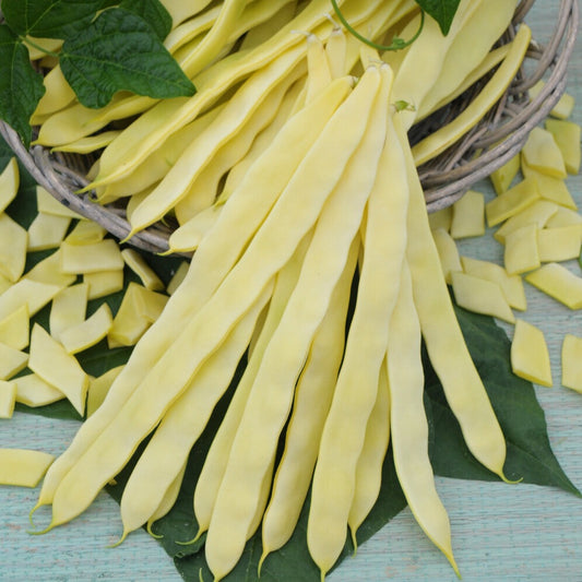 Stangenbohne Goldmarie - Bakker