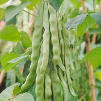 Stangenbohne Helda - Phaseolus coccineus helda - Bakker