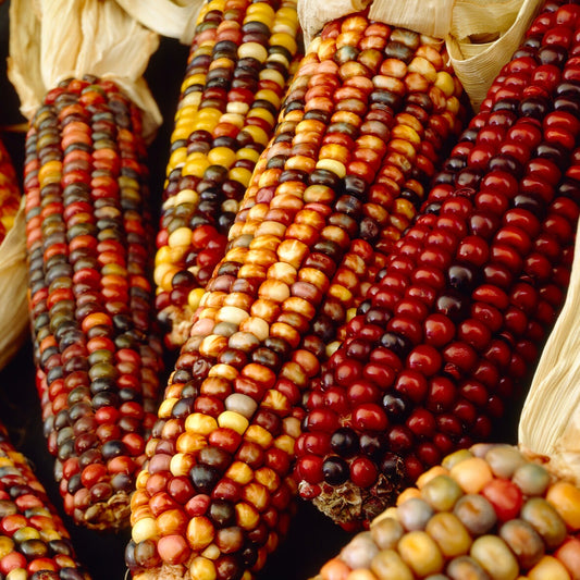 Ziermais Mischung - Bakker