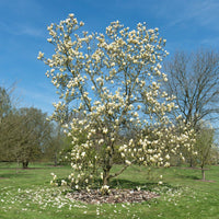 Magnolie Yellow Lantern - Magnolia Yellow Lantern - Bakker