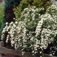 Weisse Spierstrauch - Spiraea nipponica Snowmound - Bakker