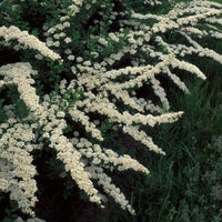 Spiraea nipponica Snowmound - Weisse Spierstrauch - Spiraea