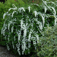 Spiraea - Weisse Spierstrauch - Spiraea nipponica Snowmound