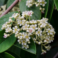 Cotoneaster lacteus - Späte Zwergmispel - Sträucher