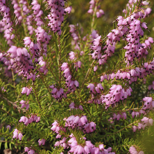 Winterheide ''Darley Dale' - Bakker