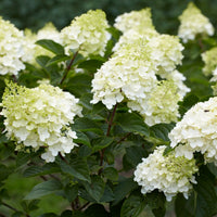 Rispenhortensie - Rispenhortensie 'Silver Dollar' - Hydrangea paniculata Silver Dollar
