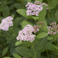 Spiraea - Spirea Pink Sparkler® - Spiraea betulifolia Pink Sparkler®
