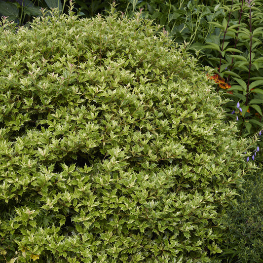 Stachelblättrige Duftblüte Goshiki Tricolor - Bakker