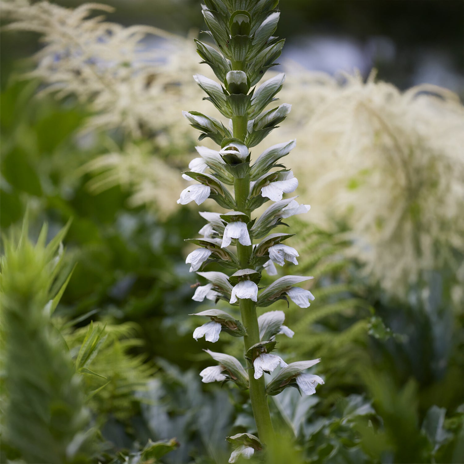 Acanthus mollis - Weicher Akanthus