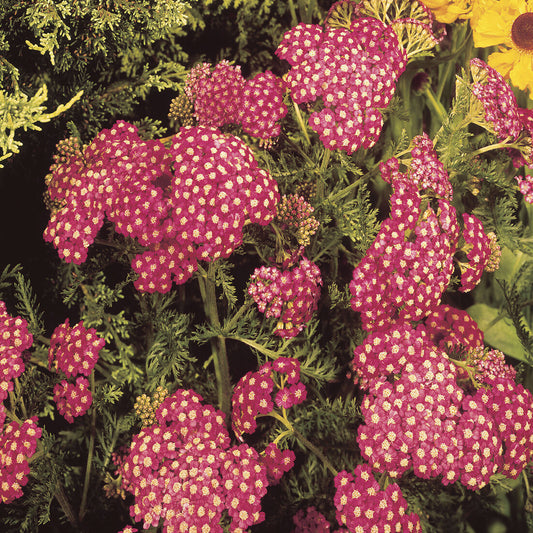 Schafgarbe Kirsche Königin - Bakker