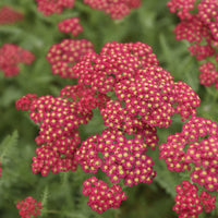 Schafgarbe Paprika - Achillea millefolium Paprika - Bakker