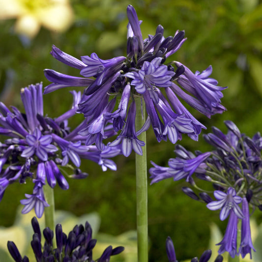 Schmucklilie Black Pantha - Bakker