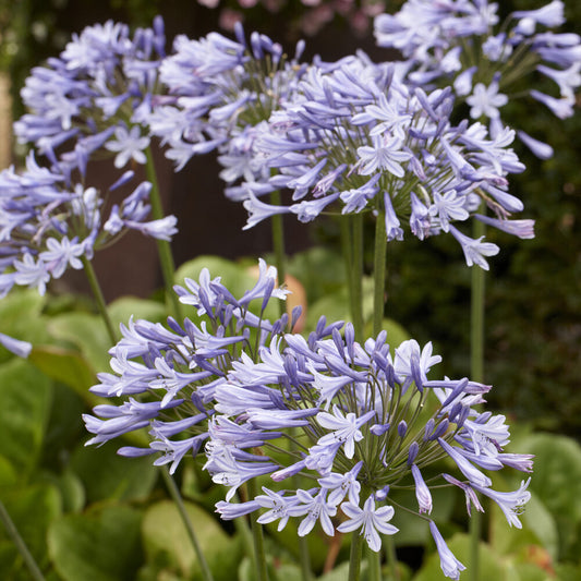 Agapanthus Doctor Brouwer