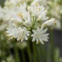 Agapanthus Doppelter Diamant - Bakker