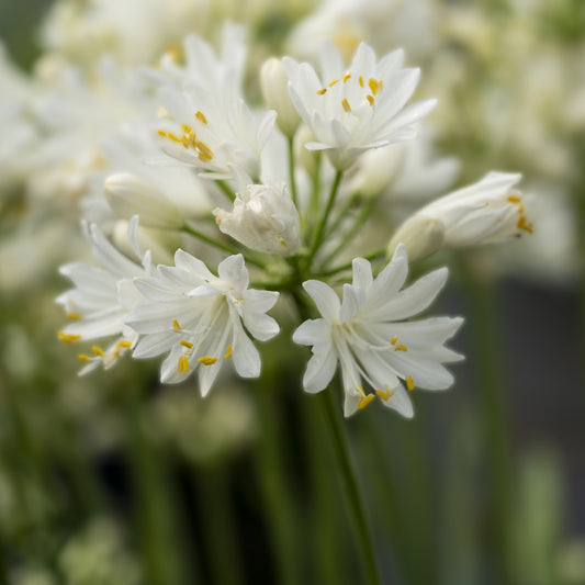 Agapanthus Doppelter Diamant