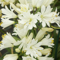 Agapanthus - Agapanthus Doppelter Diamant - Agapanthus rfdd double diamond