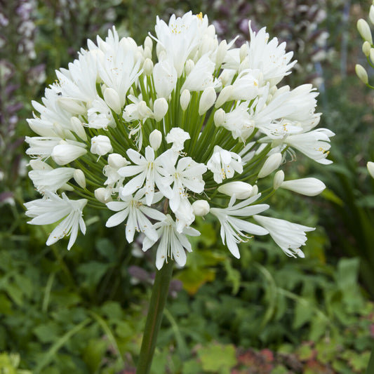 Agapanthus White Heaven