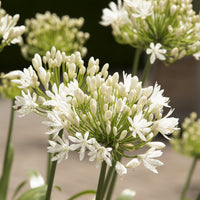 Agapanthus white heaven - Agapanthus White Heaven - Blühende Stauden