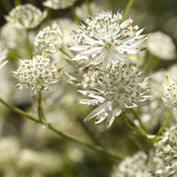 Große Astronomie Star of Billion - Astrantia major Star of Billion - Bakker