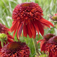 Stauden - Echinacea Eccentric - Echinacea purpurea Eccentric
