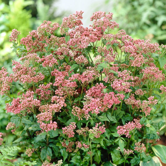 Gewöhnlicher Wasserdost - Bakker