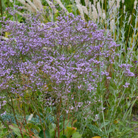 Mehrjährige Gräser - Limonium gerberi - Bakker