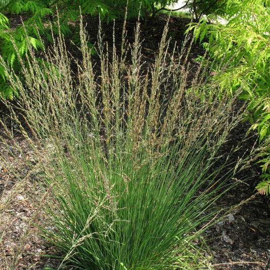 Blaues Pfeifengras Moorflamme - Bakker