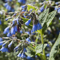 Stauden - Blauer Beinwell - Symphytum azureum