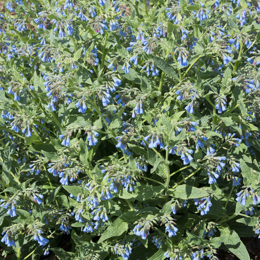 Blauer Beinwell - Bakker