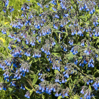 Blauer Beinwell - Symphytum azureum - Bakker