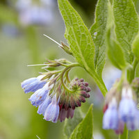 Symphytum azureum - Blauer Beinwell - Stauden