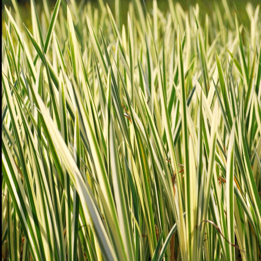 Weißgestreifter Kalmus - Bakker