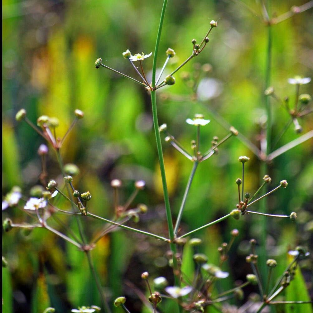 Alisma lanceolatum - Spitzwegerich lanzettlich - Alle Teichpflanzen