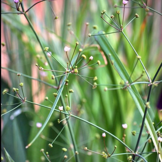 Spitzwegerich lanzettlich - Alisma lanceolatum - Teichpflanzen