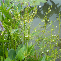 Alisma plantago-aquatica - Gewöhnlicher Froschlöffel - Nackte Wurzeln