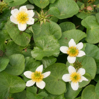 Caltha alba - Sumpfdotterblume ‘Alba’ - Alle Teichpflanzen