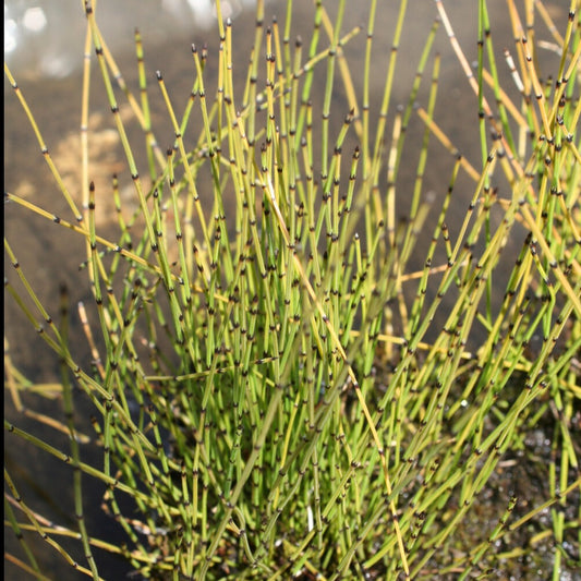 Kleiner Schachtelhalm - Equisetum scirpoides - Gartenpflanzen