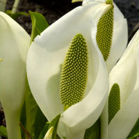 Scheinkalla - Lysichiton camtschatcensis - Bakker