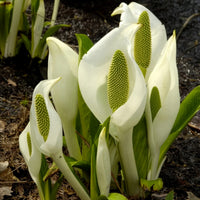 Lysichiton camtschatcensis - Scheinkalla - Uferpflanzen