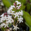 Wasserklee Dreiblättriger Menyanthus - Menyanthes trifoliata - Teichpflanzen