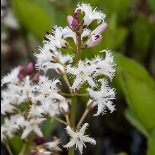 Wasserklee Dreiblättriger Menyanthus - Bakker