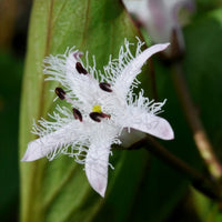 Menyanthes trifoliata - Fieberklee - Wasserpflanzen