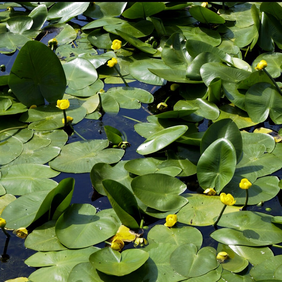 Verkauf Gelbe Teichrose - Nuphar lutea