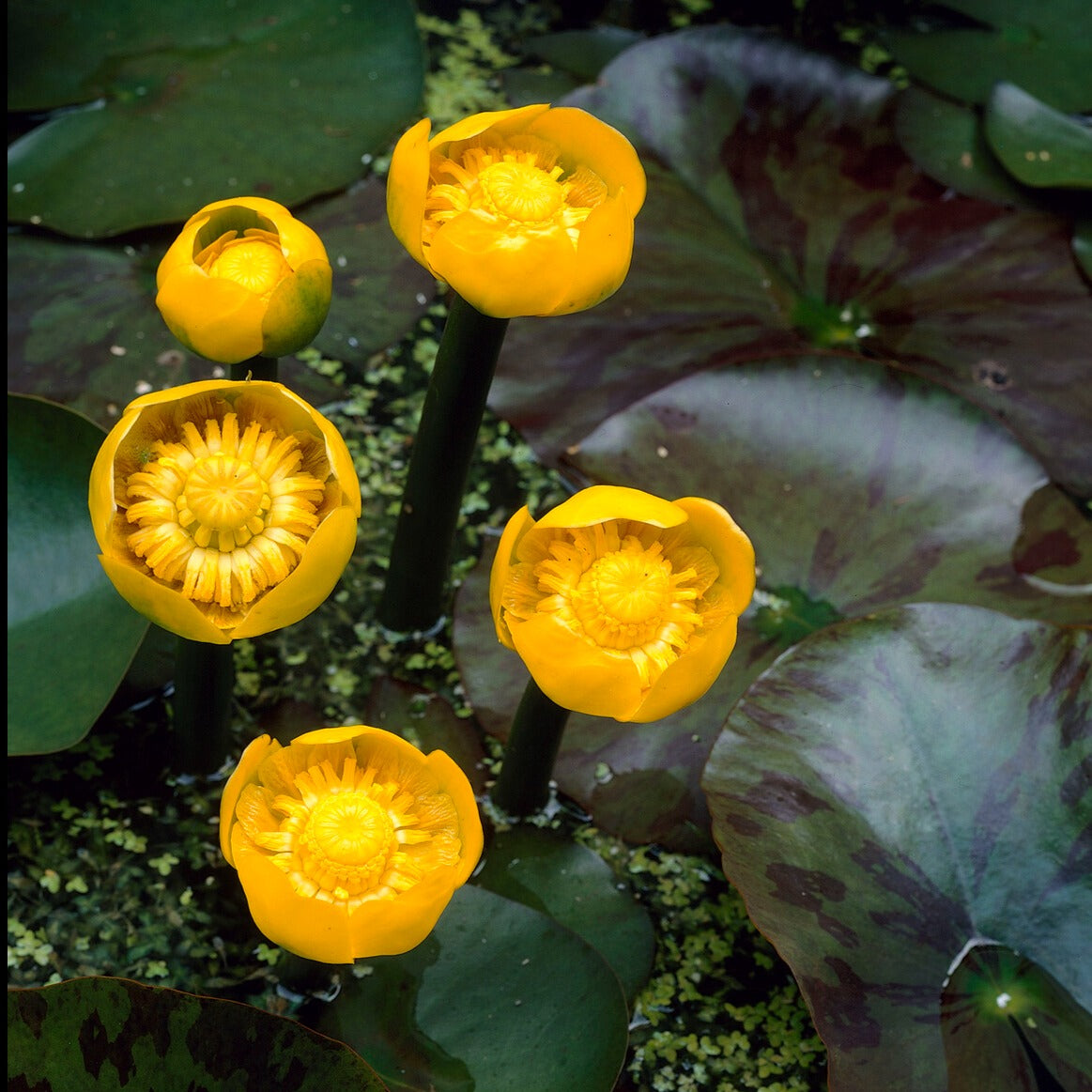 Seerosen - Gelbe Teichrose - Nuphar lutea