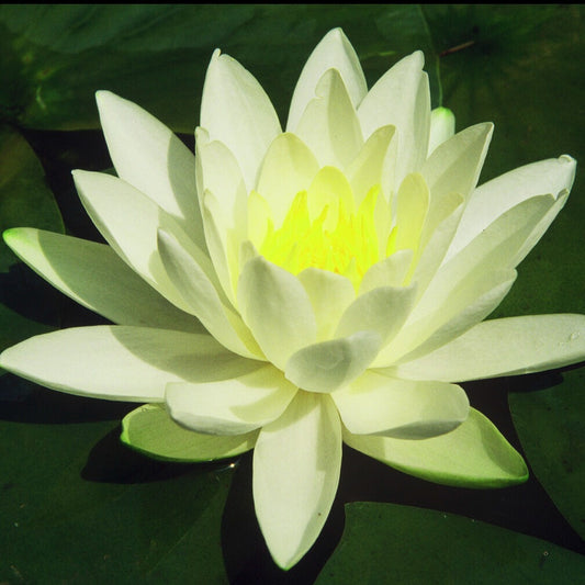 Seerose Gladstoniana - Bakker